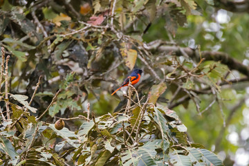 Male Grey Chinned Minivet bird in black with bright reddish orange underparts, lower back, rump, sides of tail perching on tree