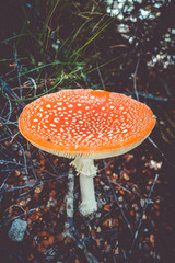 Amanita muscaria. fly agaric toadstool