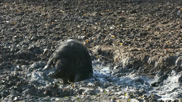 Happy pig rolling in mud. Mangalitsa - The Woolly Sheep-Pig, healthy environment and organic food production
