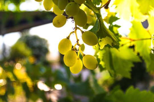 Green grapes in a vineyard