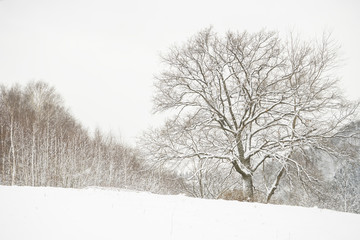 Winter trees/Winter scene with a big leafless tree and a forest in the background.