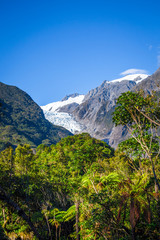 Franz Josef glacier and rain forest, New Zealand
