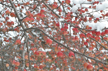  red apples and the first snow