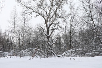 Winter landscape snow covered expanses. A park in the winter in 