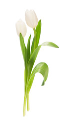 White tulips on white background