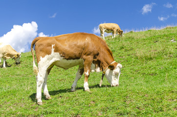 Fototapeta na wymiar Kuh, Kühe, Rind, Rinder oder Kalb auf Alm Wiese in den Bergen der Alpen bei blauem Himmel, etwas Wolken und strahlenden Sonnenschein