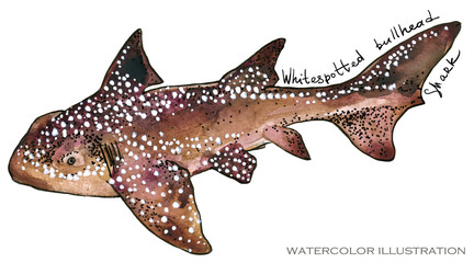 shark. underwater life watercolor illustration. sea animal