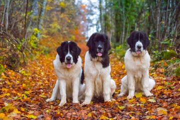 Landseer dog puppy