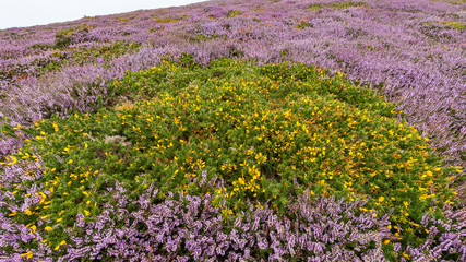 Heather on a foggy day Normandy France