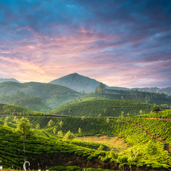 Sunset over tea plantations - 184271351