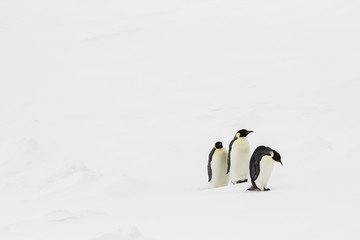 three emperor penguins walking