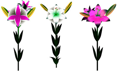 Set of different painted flowering lilies with buds and leaves, vector graphics, different colors