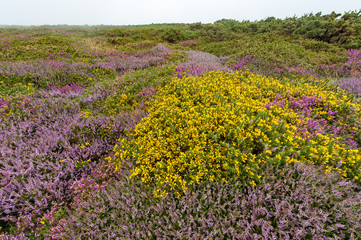 Obraz premium Heather on a foggy day Normandy France