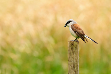 Lanius collurio