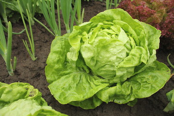 Lettuce -all the year round growing in soil with water drops