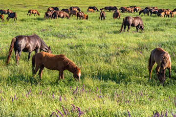 Wild horses grazing on summer meadow