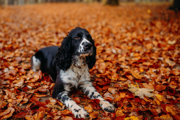 black and white dog of Russian spaniel in autumn leaves