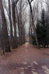 camino del bosque
