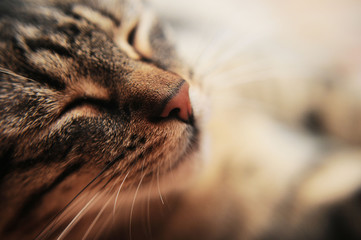 Close up of cat nose
