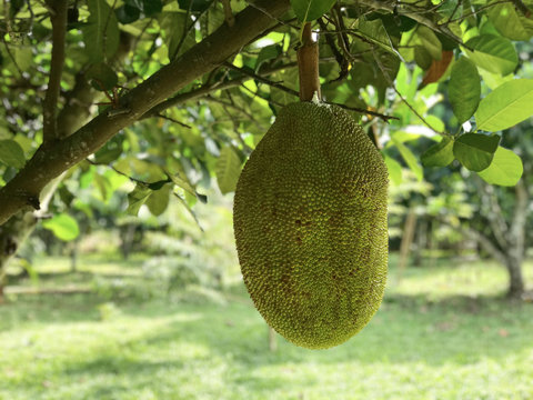 Jackfruit Tree (Kanoon) in Thailand