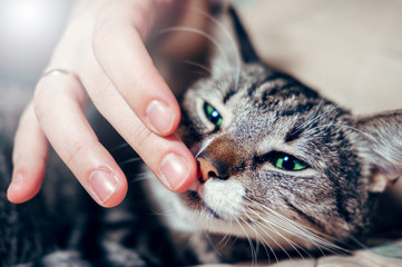cat smells a man's hand, hand stroking a cat