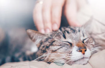 Foto auf Acrylglas Katze Hand, die eine Katze streichelt
