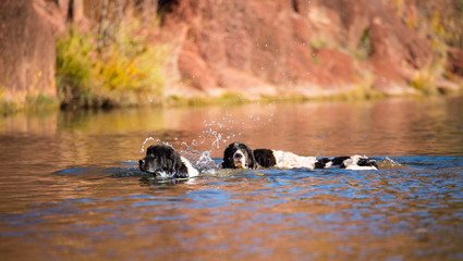 Obraz premium landseer water work rescue dog