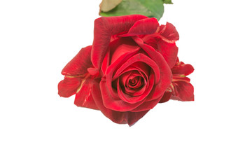 Rote Rose aud weiss