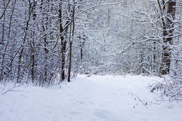 Winter forest walk. a path way in the winter forest