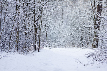 Winter forest walk. a path way in the winter forest