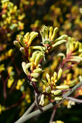 Fototapeta premium Australia, Botany