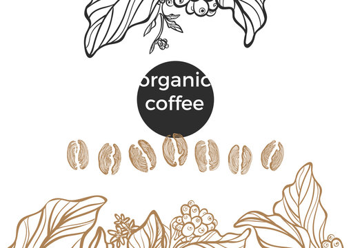 Set of coffee branch and beans. Vector