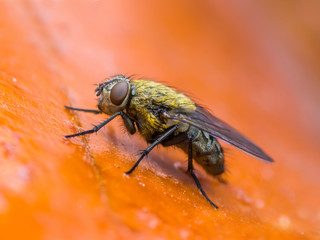 Meat Fly Insect On Red Background