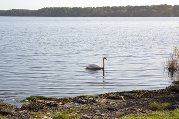 A majestic white swan slowly advances on the lake