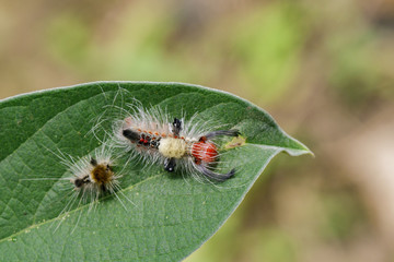 Image of worm on a green leaf, A reptile that is common in nature Living under the ground Leaves and trees. Insect. Animal