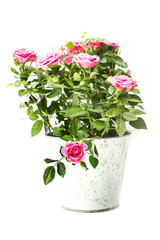 Rosas dentro de una maceta de aluminio  sobre fondo blanco aislado. Vista superior