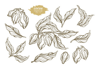 Vector set of cocoa tree branches