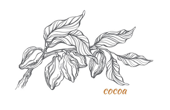 Sketch of cocoa tree branch. Vector