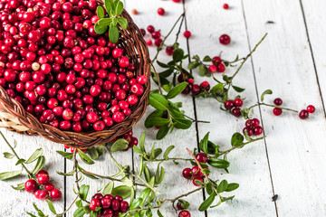 Basket of fresh cranberry on wooden table, red berries also called cowberry or lingonberry on white...