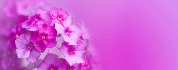 Phlox pink violet flowers macro view. shallow depth of field, copy space