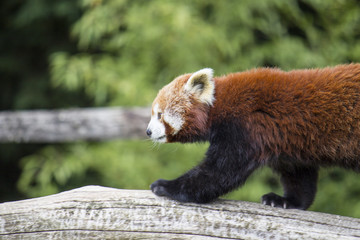 Gros plan sur Panda roux