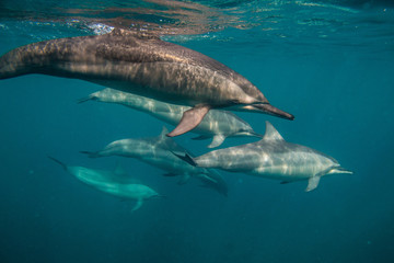 Spinner Dolphins Stenella longirostris Photographed near the coast of Mauritius in the indian ocean while interacting