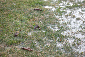 dog poop on the lawn after the winter