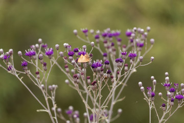 Flowers of Vernonia leopoldi