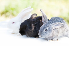 Easter bunny concept. Small cute gray black white rabbits, fluffy pets on white background. soft focus, shallow depth of field, copy space.