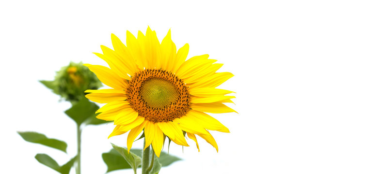 Beautiful sunflower on white background. Summertime landscape scene photo, copy space