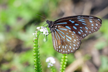 Image of a butterfly (The Pale Blue Tiger) on nature background. Insect Animal