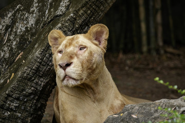 Image of a female lion on nature background. Wildlife Animals.
