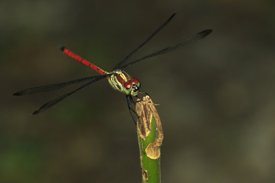 Image of an Asiatic Blood Tail dragonfly(Lathrecista asiatica) on a tree branch. Insect. Animal.