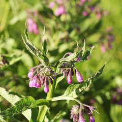 Comfrey. Comfrey or Symphytum officinale flower used in organic medicine